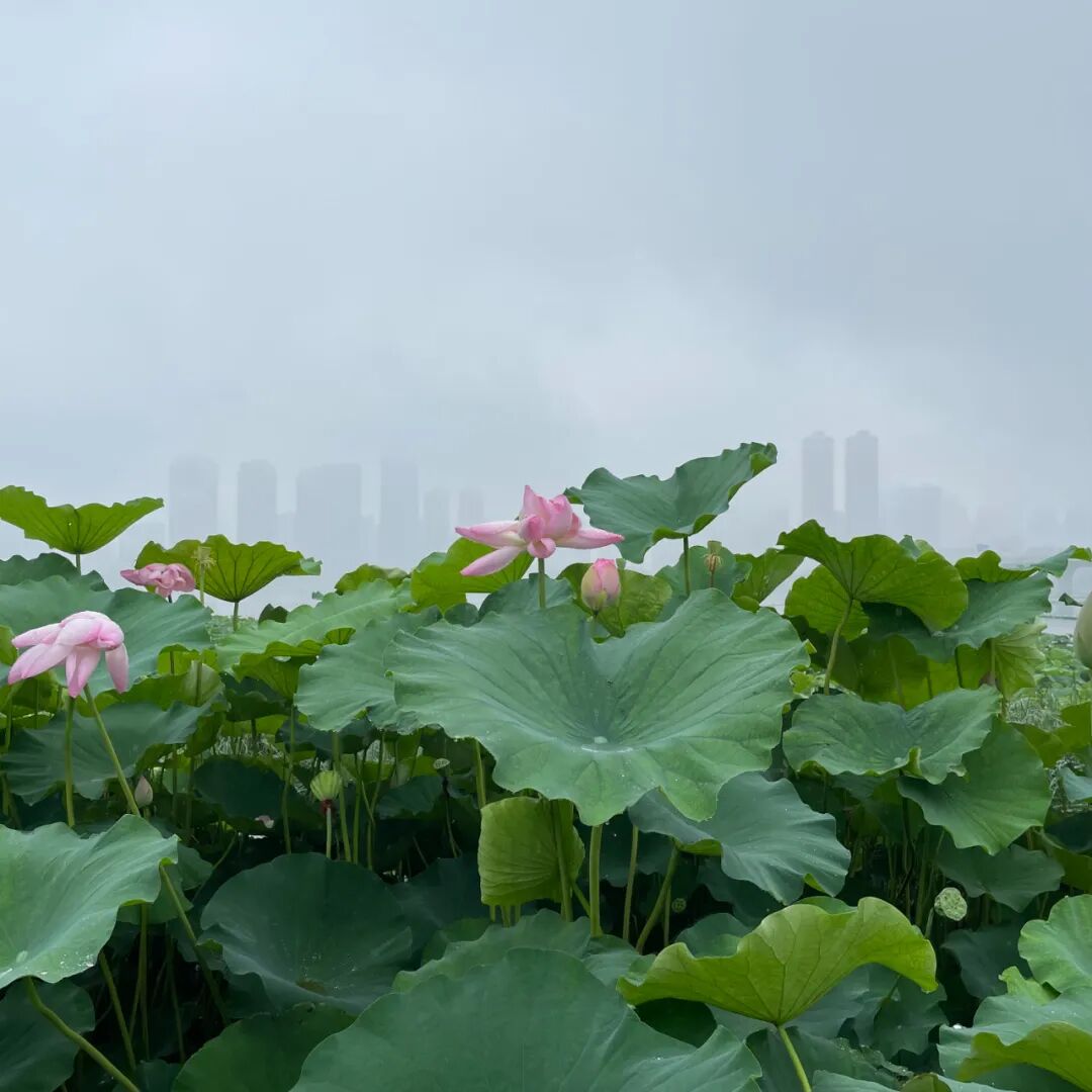 【6月】原来荷花开了呀